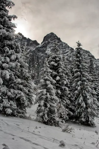 Neige Blanche Sur Les Arbres Dans Une Forêt Montagne Hiver — Photo