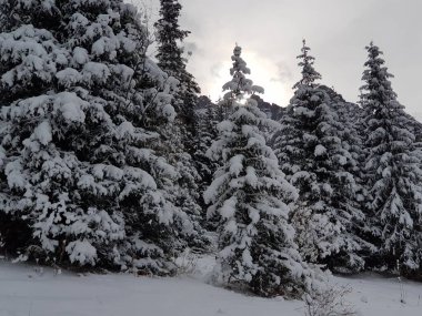 Kışın bir dağ ormanında ağaçlarda kar yağar..