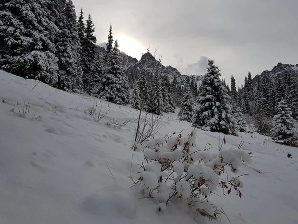 Nieve Los Árboles Bosque Montaña Invierno — Foto de Stock