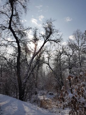 Kışın dağ ormanlarına bakın..