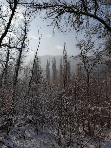 Uitzicht Het Bergwoud Winter — Stockfoto