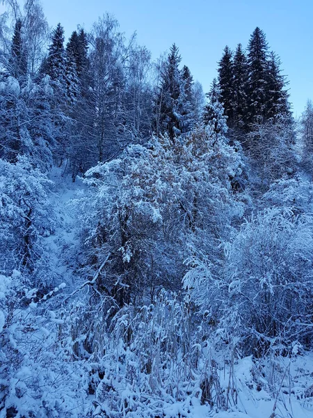 Śnieg Drzewach Górskim Lesie Zimowy Poranek — Zdjęcie stockowe