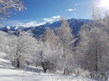 Ağaçlarda karla kaplı bir manzara, bir dağ ormanında, bir kış gününde.