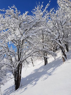 Ağaçlarda karla kaplı bir manzara, bir dağ ormanında, bir kış gününde.