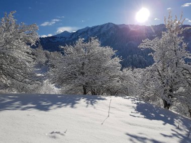 Ağaçlarda karla kaplı bir manzara, bir dağ ormanında, bir kış gününde.