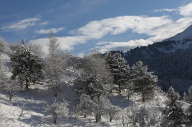 Ağaçlarda karla kaplı bir manzara, bir dağ ormanında, bir kış gününde.