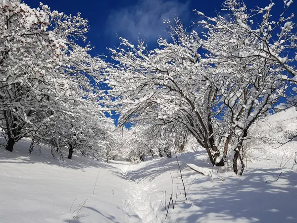 Krajobraz Śniegiem Drzewach Górskim Lesie Zimowy Dzień — Zdjęcie stockowe