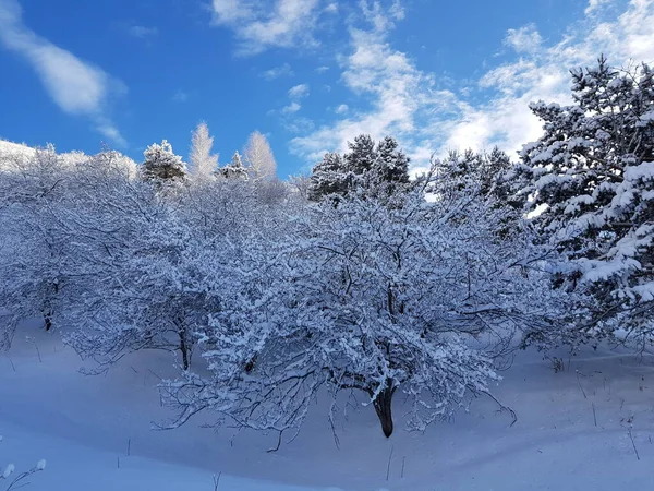 Paesaggio Con Neve Sugli Alberi Una Foresta Montagna Una Giornata — Foto Stock