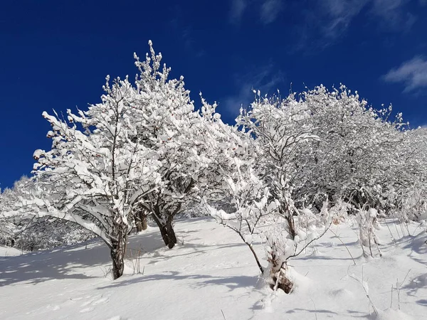 Landscape Snow Trees Mountain Forest Winter Day — Stock Photo, Image