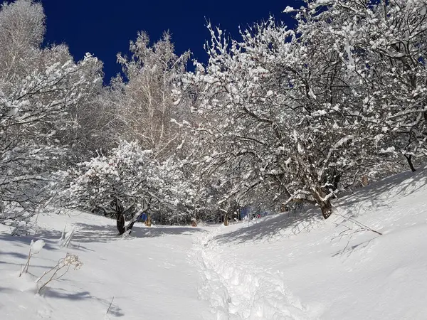 Krajobraz Śniegiem Drzewach Górskim Lesie Zimowy Dzień — Zdjęcie stockowe