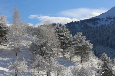 Kışın bir dağ ormanında karla kaplı manzara.