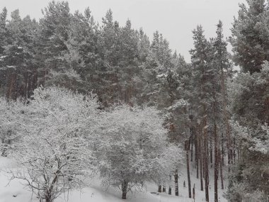 Kış dağ ormanlarında kar yağışı.