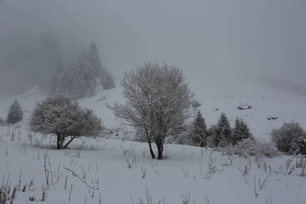 Snowfall Górskim Lesie Zimowy Poranek — Zdjęcie stockowe