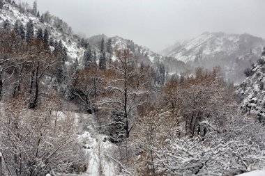 Bir kış sabahı bir dağ ormanında beyaz kar..