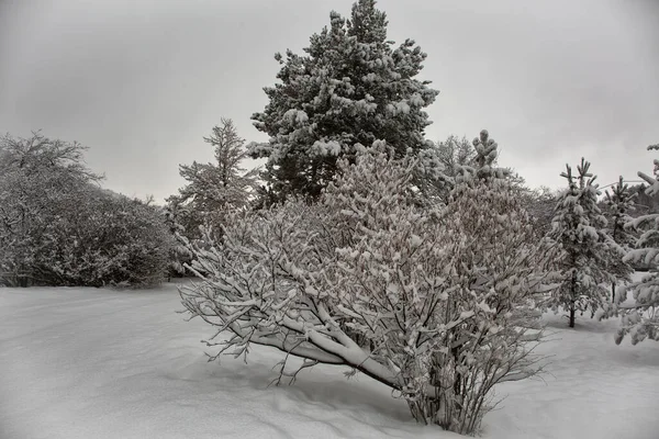 冬の朝の山の森の中の白い雪 — ストック写真
