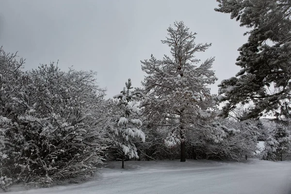 White Snow Mountain Forest Winter Morning — Stock Photo, Image