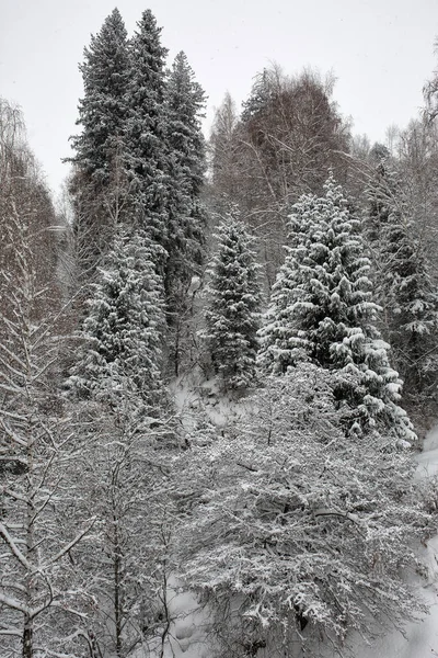 Biały Śnieg Górskim Lesie Zimowy Poranek — Zdjęcie stockowe