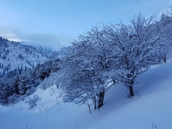 Paisagem Nas Montanhas Uma Manhã Inverno — Fotografia de Stock