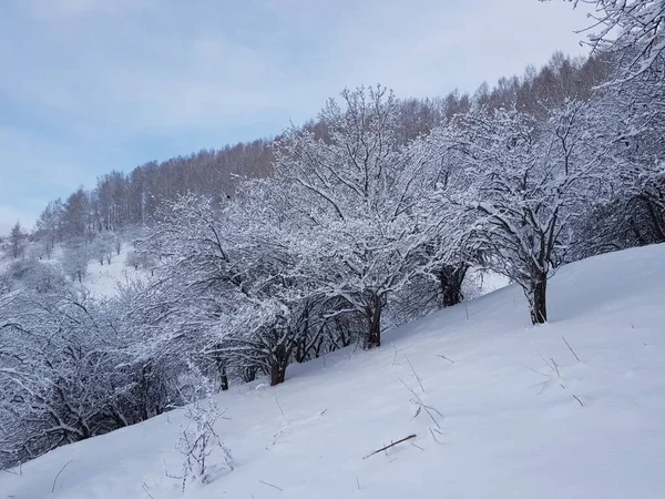 冬の朝の山の中の風景 — ストック写真