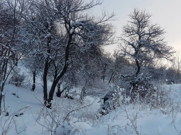 冬の朝の山の中の風景 — ストック写真