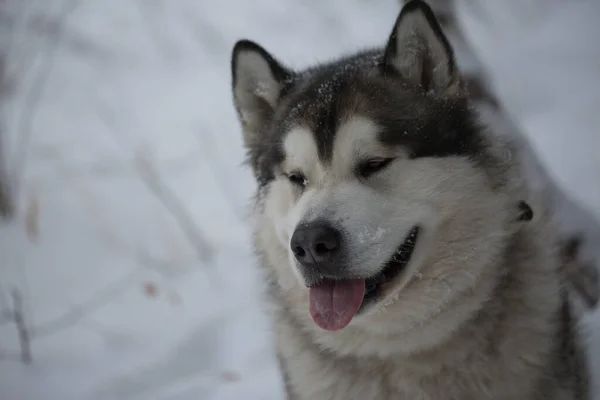 Alaskan Malamute Hundeporträt Freien — Stockfoto