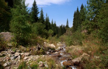 Sıcak bir günde bir dağ ormanının manzarası.