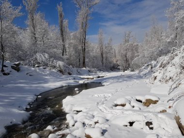 Nehir sabah karların arasında dağ ormanında.