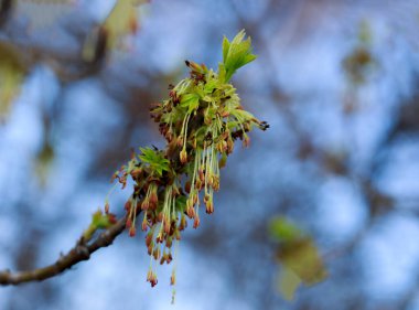 Genç yapraklı ve küpeli bahar arkaplanı.