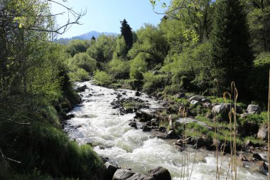 Sıcak bir yaz gününde, bir dağ ormanında manzara..