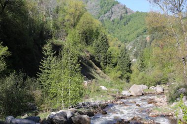 Sıcak bir yaz gününde, bir dağ ormanında manzara..