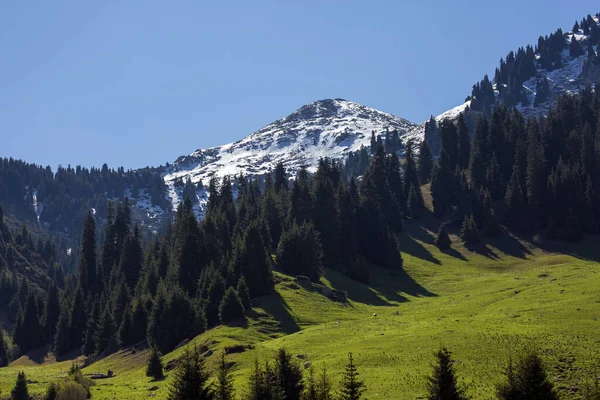 Prati Alpini Sui Monti Zailiyskiy Alatau — Foto Stock