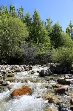 Yaz günü bir dağ ormanında manzara..