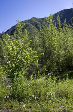Yaz günü bir dağ ormanında manzara..