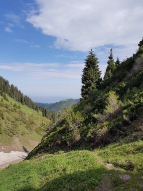 Yaz günü bir dağ ormanında manzara..