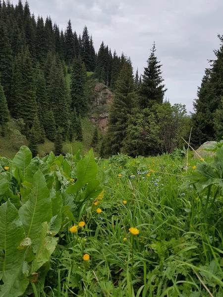 Landschaft Bergwald Einem Sommertag — Stockfoto