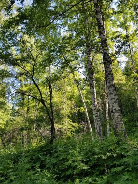 Bir yaz günü huş ağacında manzara..