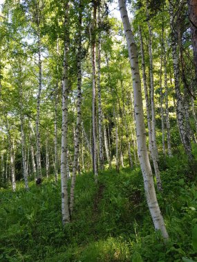 Bir yaz günü huş ağacında manzara..