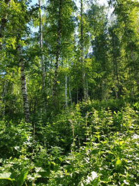 Bir yaz günü huş ağacında manzara..