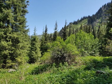 Yaz günü bir dağ ormanında manzara..