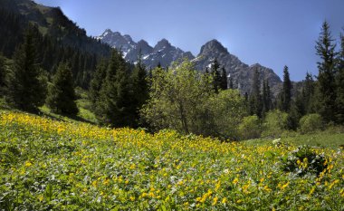 Yaz günü bir dağ ormanında manzara..