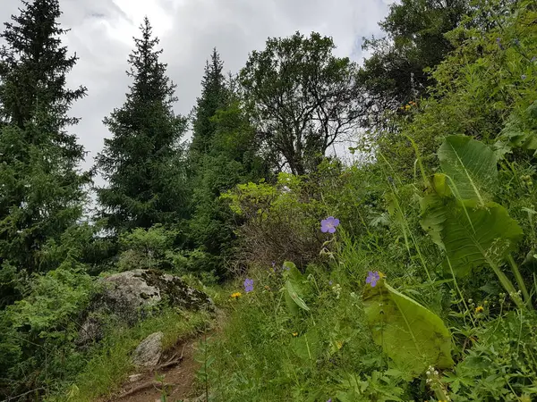 Landscape Mountain Forest Summer Day — Stock Photo, Image