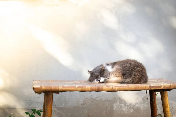 Gato Adormecido Uma Mesa Velha Contra Fundo Uma Parede Concreto — Fotografia de Stock