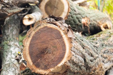 Yıllık halkaları olan ağaç gövdelerinin arka planında bir kesik gördüm.