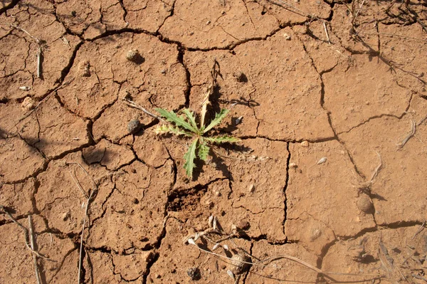Büyük çatlakları olan kuru bir arazi, yeşil bir bitki.