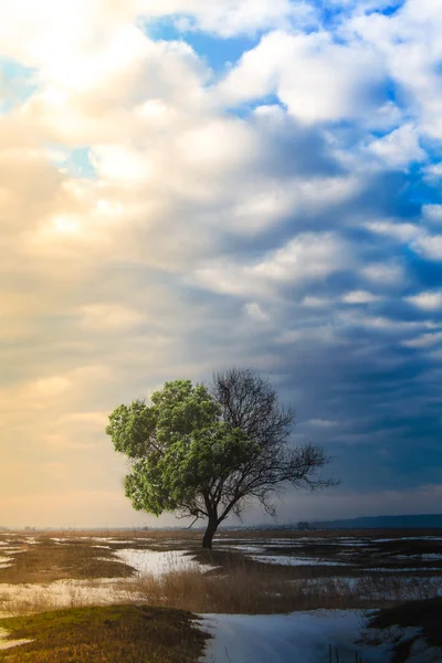 Conceito, duas estações em uma árvore — Fotografia de Stock