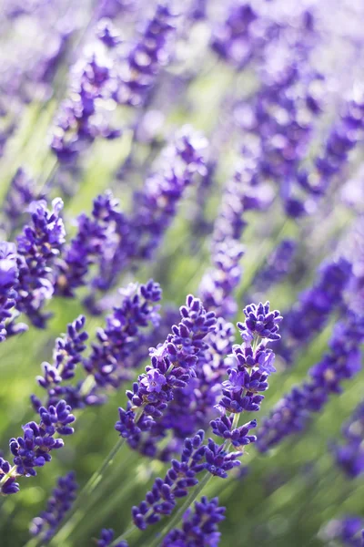 Lavendelblommor - närbild — Stockfoto