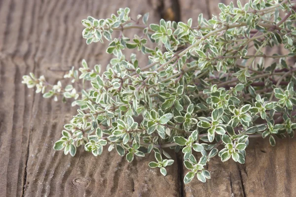 Frischer Thymian auf Holzgrund — Stockfoto