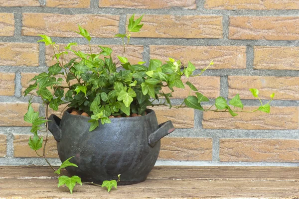 Green ivy plant in clay pot