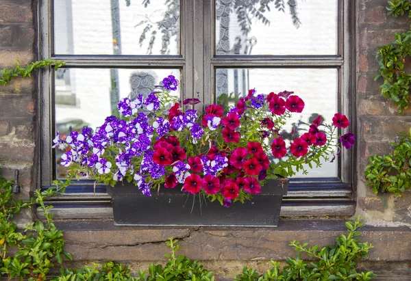 Bakstenen muur met ramen en bloembakken met bloeiende planten — Stockfoto