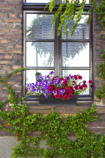 Mur de briques avec fenêtres et boîtes à fleurs avec plantes à fleurs — Photo